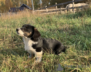 Photo №1. welsh corgi - à vendre en ville de Novosibirsk | 370€ | Annonce №76017