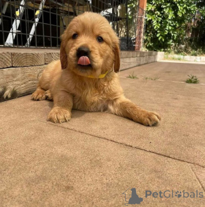 Photo №3. De beaux chiens Labrador Retriever sont répertoriés pour une nouvelle maison.. Espagne