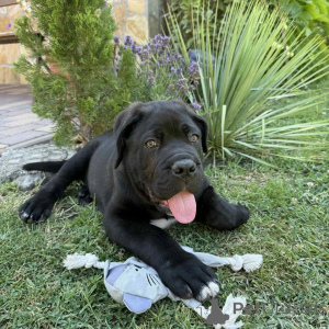Photo №1. cane corso - à vendre en ville de Danzig | négocié | Annonce №171213