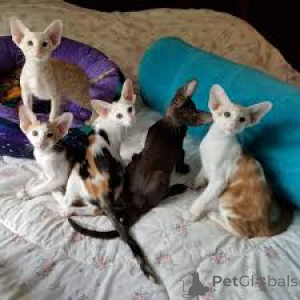 Photo №1. oriental shorthair - à vendre en ville de Varsovie | 400€ | Annonce № 168359