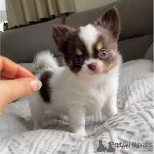 Photo №3. Puppies de chihuahua à tasse de thé. Suisse