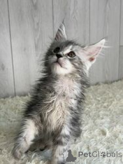 Photo №1. maine coon - à vendre en ville de Anvers | Gratuit | Annonce № 165246