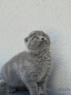 Photo №1. scottish fold - à vendre en ville de Se briser | négocié | Annonce № 167244