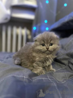 Photo №3. Je biete 5 wunderschöne britische Kätzchen. Allemagne