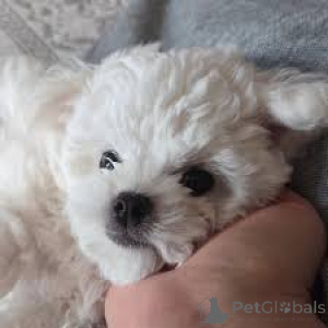 Photo №3. Prachtige Bichon Frise-puppy's te koop. Belgique