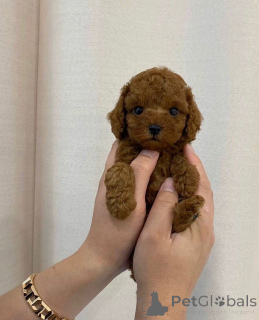 Photo №4. Je vais vendre caniche (jouet) en ville de Helsinki.  - prix - 550€