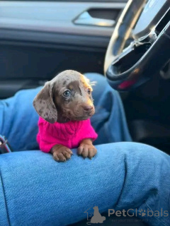 Photo №3. Teckels entraînés à la propreté. USA