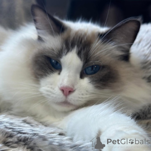 Photo №1. ragdoll - à vendre en ville de Cornet | négocié | Annonce № 157131