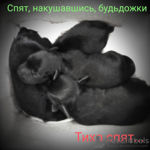 Photo №3. Chiots Schnauzer nain noir. Ukraine