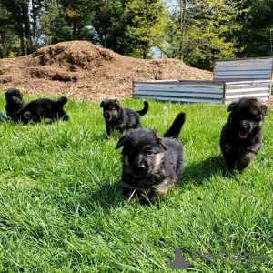 Photo №4. Je vais vendre berger allemand en ville de Berlin. éleveur - prix - négocié