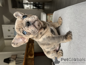 Photo №4. Je vais vendre bouledogue en ville de Genève. annonce privée - prix - négocié