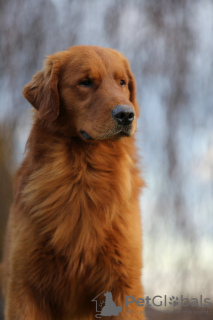 Photos supplémentaires: Chiots GOLDEN RETRIEVER-golden et dark gold, ZKwP, après champions, type