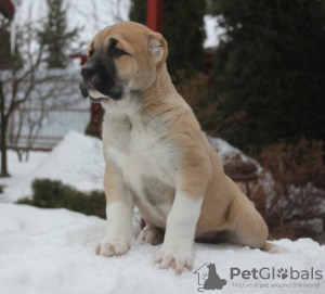 Photos supplémentaires: Chiots Alabai