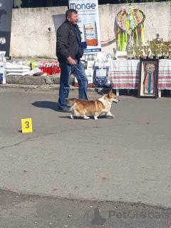 Photo №4. Je vais vendre welsh corgi en ville de Vilnius. de la fourrière, éleveur - prix - 1500€