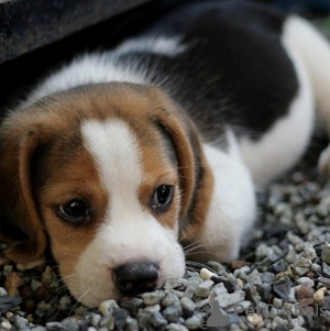 Photo №3. Beaux chiots Beagle. Allemagne