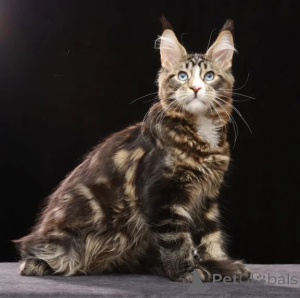 Photo №1. maine coon - à vendre en ville de Edingen-Neckarhausen | 350€ | Annonce № 176684