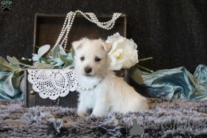 Photo №4. Je vais vendre west highland white terrier en ville de Bremen.  - prix - négocié