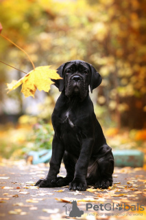 Photos supplémentaires: Chiots Cane Corso italien