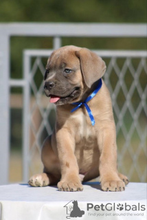 Photo №1. cane corso - à vendre en ville de Belgrade | négocié | Annonce №113935