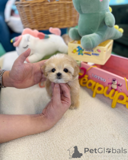 Photo №1. caniche (jouet) - à vendre en ville de Victoria | négocié | Annonce №168104
