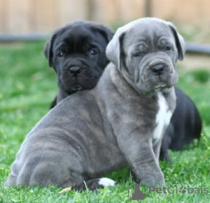 Photo №1. cane corso - à vendre en ville de Intra | négocié | Annonce №164448