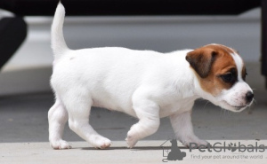 Photo №1. jack russell terrier - à vendre en ville de Leverkusen | 550€ | Annonce №122800