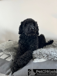 Photo №3. Chien à donner. France