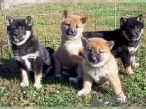 Photo №1. shiba - à vendre en ville de Bruxelles | négocié | Annonce №124785