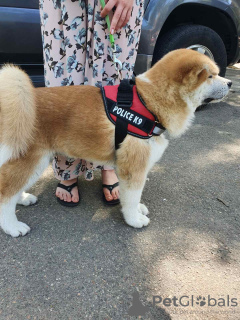 Photo №1. akita (chien) - à vendre en ville de Odessa | négocié | Annonce №20511