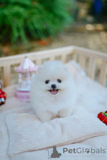 Photo №2 de l'annonce № 162124 de la vente  - acheter à France 