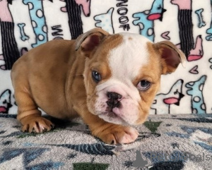 Photo №1. bulldog anglais - à vendre en ville de Dalsbruk | négocié | Annonce №162105