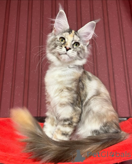 Photo №4. Je vais vendre maine coon en ville de Blâler. annonce privée - prix - négocié