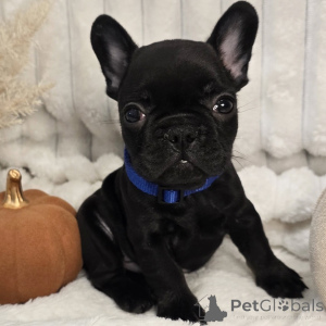 Photo №3. Rencontrez Milo, le petit comédien qui remplit chaque maison de rire et d'amour. Suisse