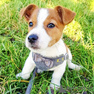 Photo №1. jack russell terrier - à vendre en ville de Stockholm | Gratuit | Annonce №78842