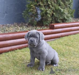 Photo №3. Votre roi de la fidélité. La finlande