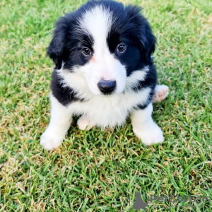 Photo №2 de l'annonce № 125395 de la vente border collie - acheter à Allemagne 