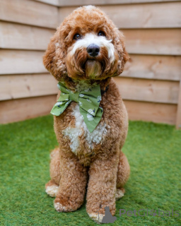 Photo №1. labradoodle - à vendre en ville de Beromünster | 850€ | Annonce №157668