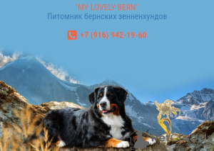 Photo №2 de l'annonce № 11653 de la vente bouvier bernois - acheter à Fédération de Russie 