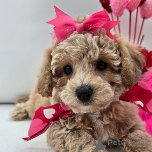 Photo №1.  - à vendre en ville de Berlin | 600€ | Annonce №134935