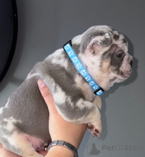 Photo №2 de l'annonce № 167820 de la vente  - acheter à Belgique de la fourrière