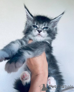 Photo №4. Je vais vendre maine coon en ville de Мёнхенгладбах. annonce privée - prix - 400€