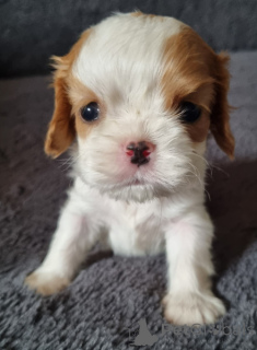 Photo №1. cavalier king charles spaniel - à vendre en ville de Alicante | Gratuit | Annonce №161523