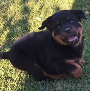 Photo №3. Isopää puhdasrotuinen rottweiler Annettavissa pentuja adoptoitavaksi. La finlande