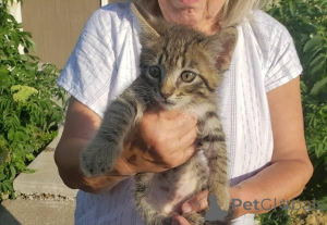 Photo №2 de l'annonce № 148696 de la vente scottish fold - acheter à USA 