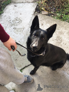 Photo №4. Je vais vendre berger allemand en ville de Нови Сад. annonce privée - prix - négocié