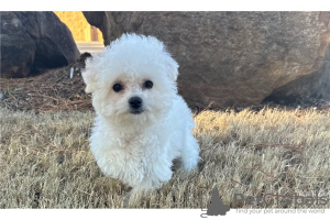 Photo №4. Je vais vendre bichon à poil frisé en ville de Cave.  - prix - négocié