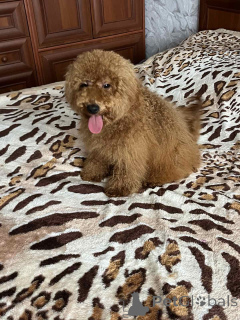 Photo №1. caniche (jouet) - à vendre en ville de Kiev | 1200€ | Annonce №157862