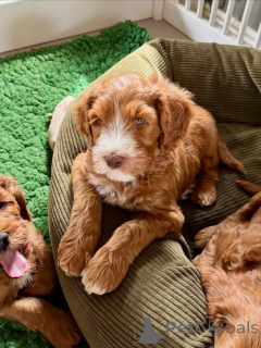 Photo №2 de l'annonce № 174900 de la vente labradoodle - acheter à France annonce privée