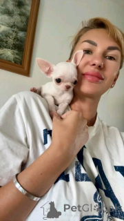Photo №1. chihuahua - à vendre en ville de Washington | 969€ | Annonce №168836