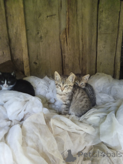 Photo №2 de l'annonce № 176218 de la vente  - acheter à Biélorussie annonce privée